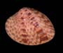 Macrocallista maculata (Calico clam) from Edisto Island, South Carolina